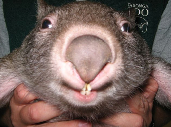 What's Cuter than a Cat, or Bunny?  A Wombat!