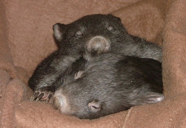 What's Cuter than a Cat, or Bunny?  A Wombat!