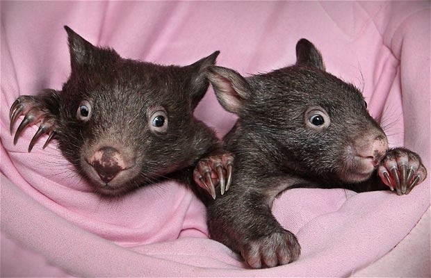 What's Cuter than a Cat, or Bunny?  A Wombat!