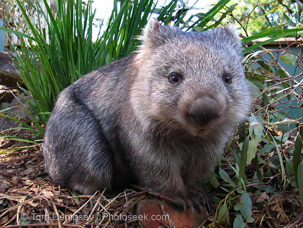 What's Cuter than a Cat, or Bunny?  A Wombat!