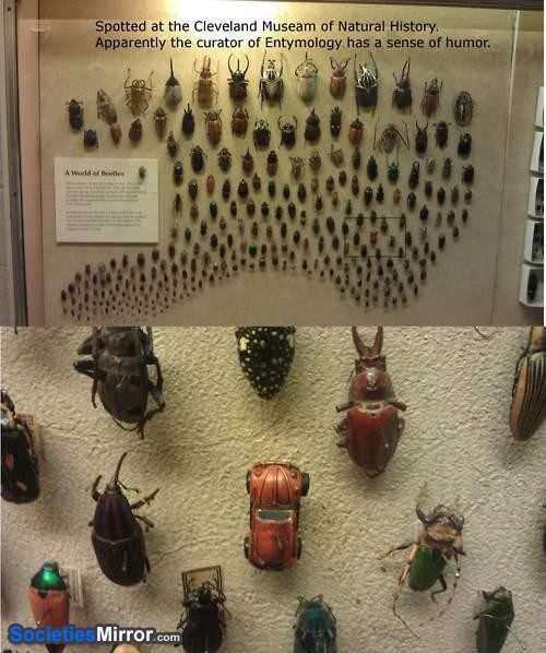cleveland museum beetles - Spotted at the Cleveland Museam of Natural History. Apparently the curator of Entymology has a sense of humor Societies Mirror.com