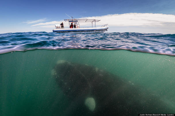 Photographer is in the right place at the right time as he takes photo of 50 tonne whale and her calf under a small boat.