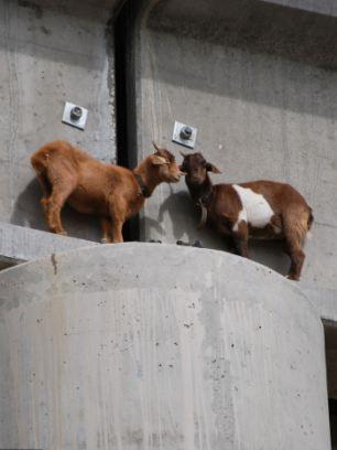 goats being goats..