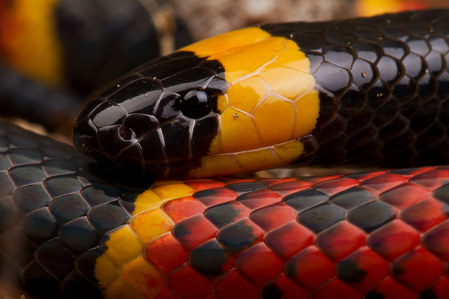 Coral Snake - United States
