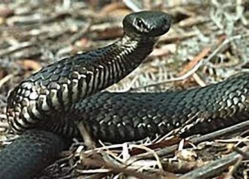 Tiger Snake - Australia