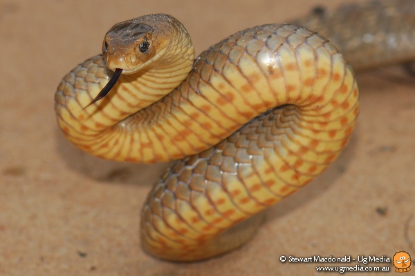 Eastern Brown Snake - Australia