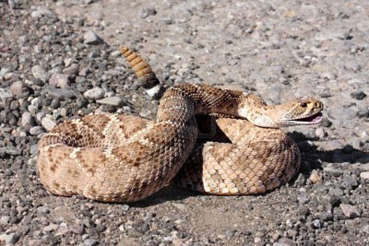 Western Diamondback Rattlesnake - United States