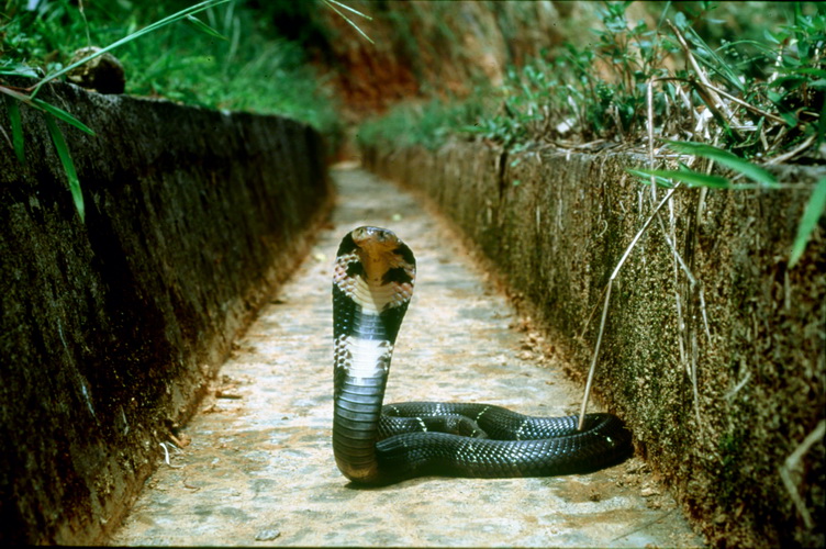 Common Cobra - Asia