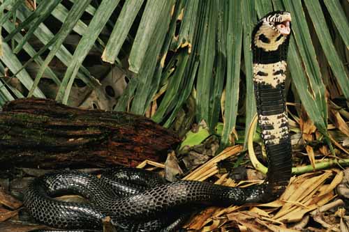 Forest Cobra - Africa