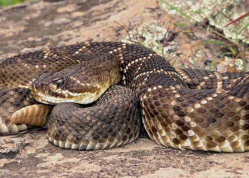 Mexican West Coast Rattlesnake - Mexico