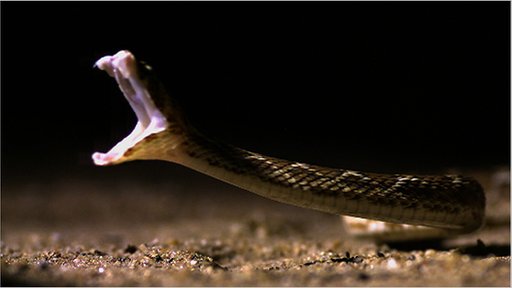 Saw Scaled Viper - Africa/Asia