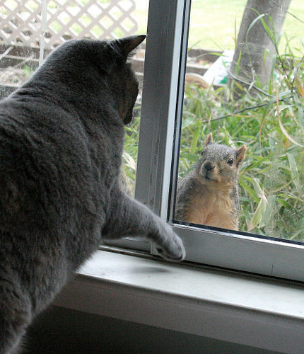 kittys and squirrels