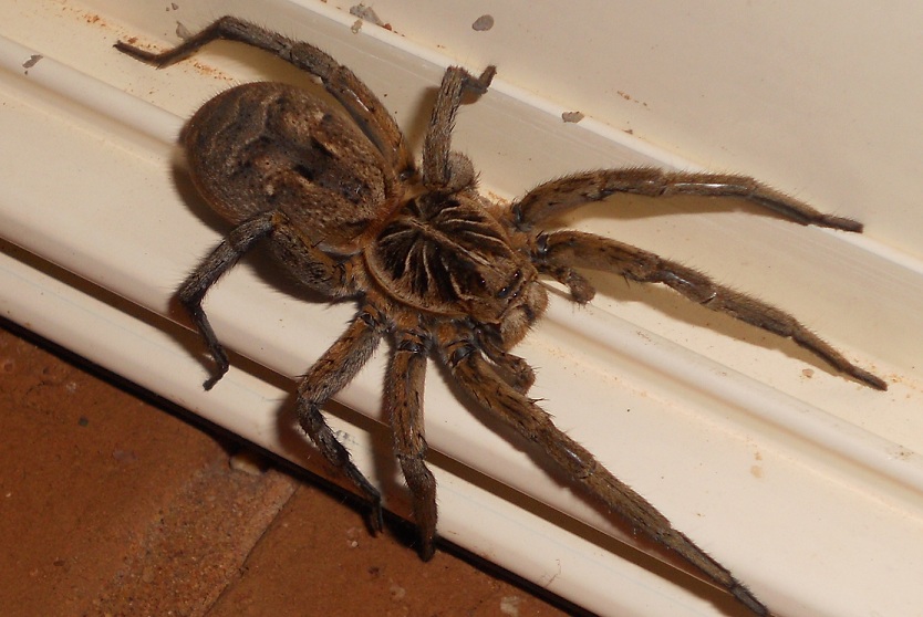 This is what I found in my backyard tonight. We like our spiders big in Australia.