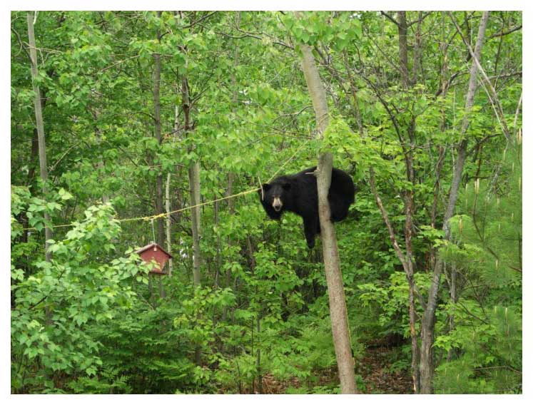 Bear Birdfeeder