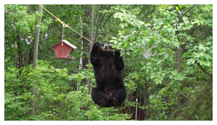 Bear Birdfeeder