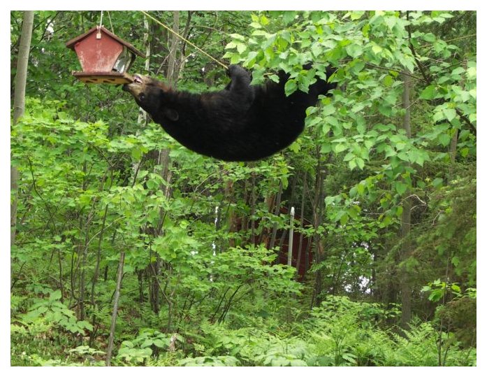 Bear Birdfeeder