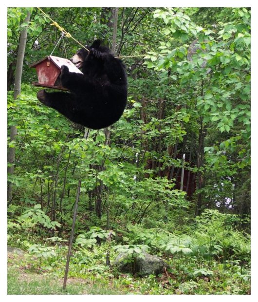 Bear Birdfeeder