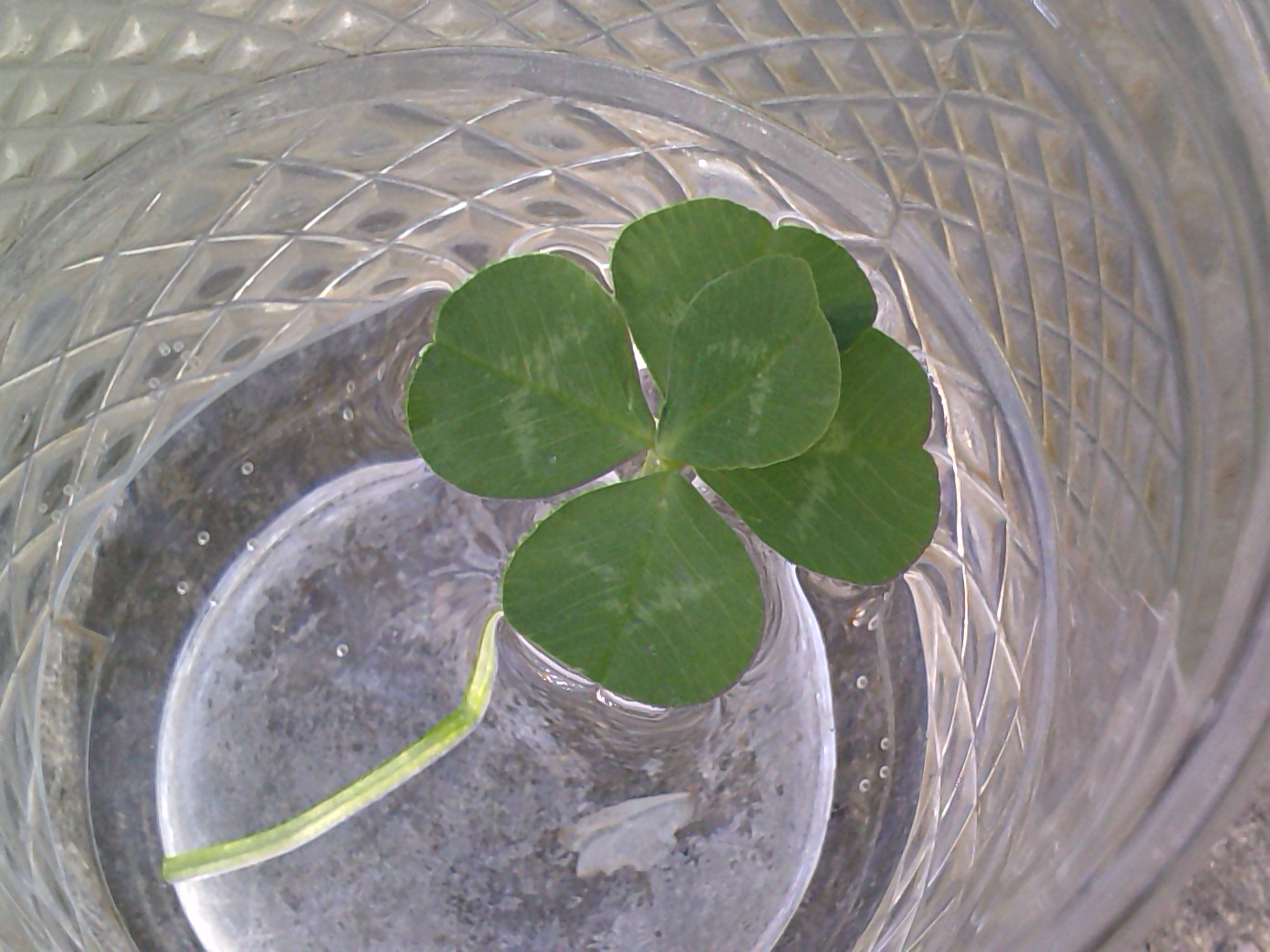 Five-leaf clover