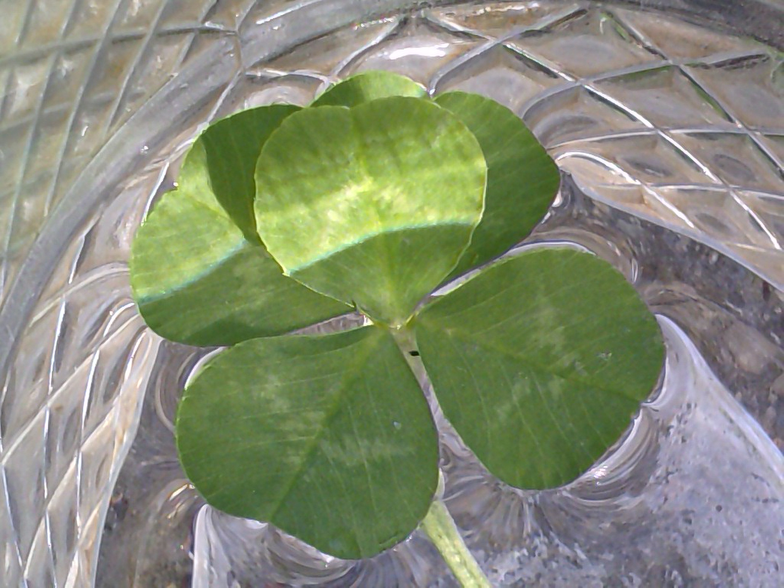 Five-leaf clover