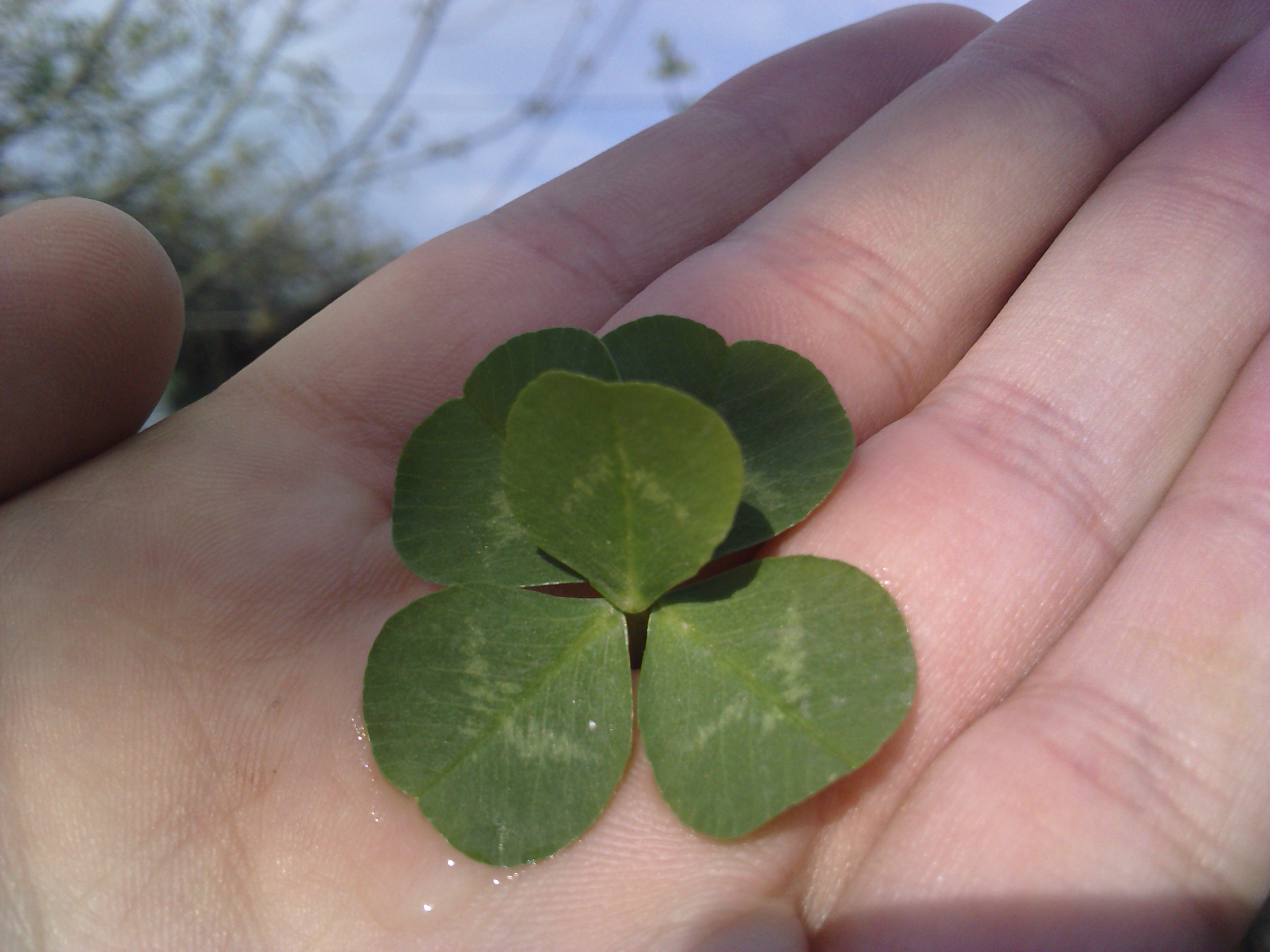 Five-leaf clover