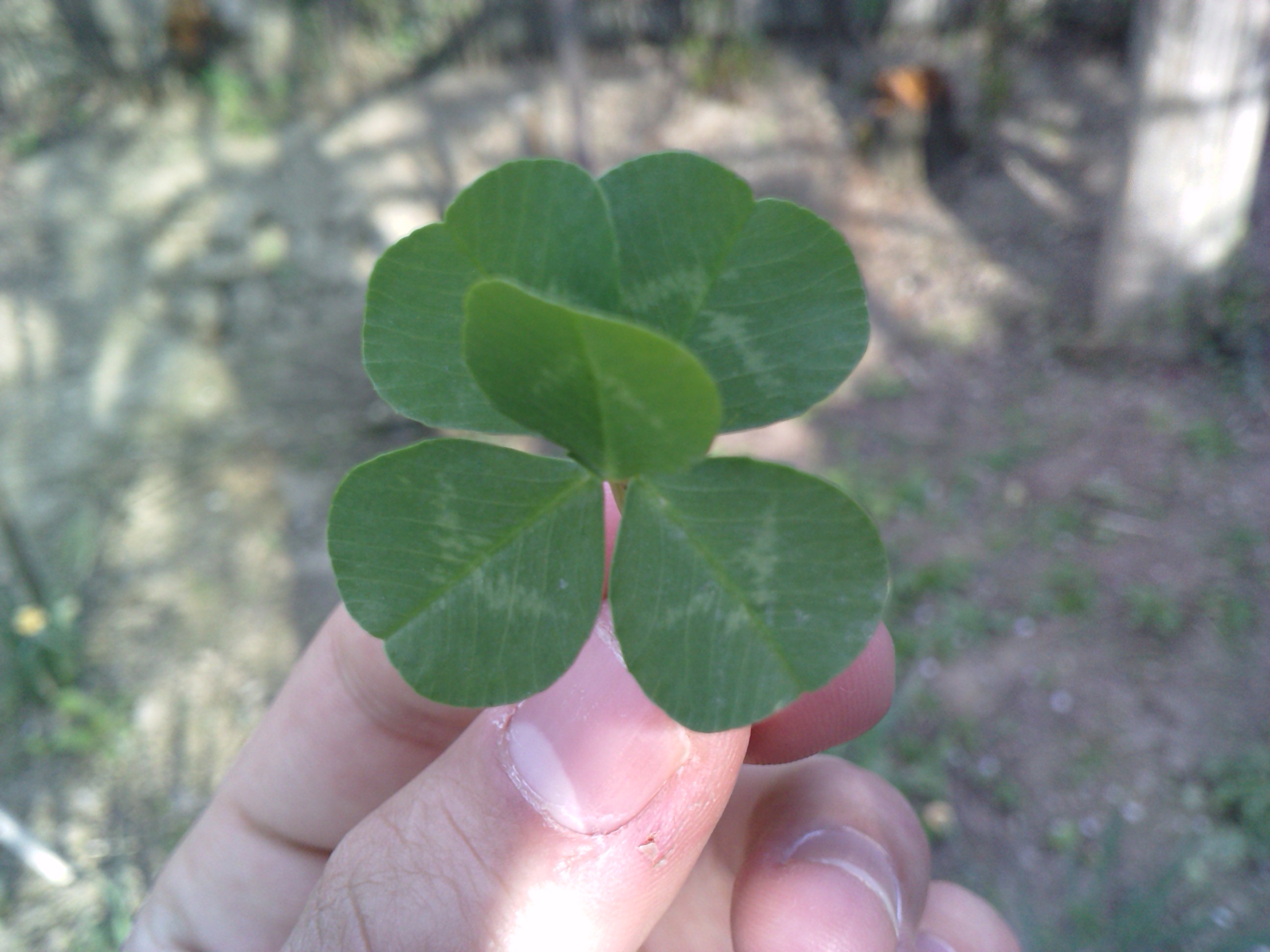 Five-leaf clover