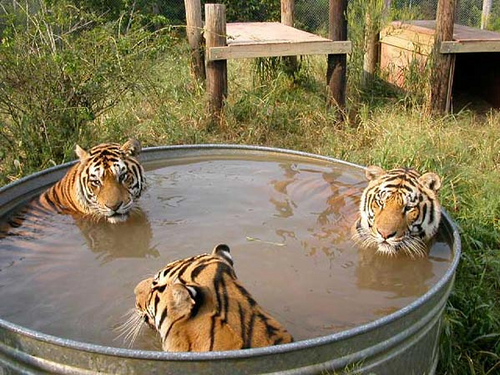 Has nothing to do with anything, but damn - it is three tigers in a bathtub!
