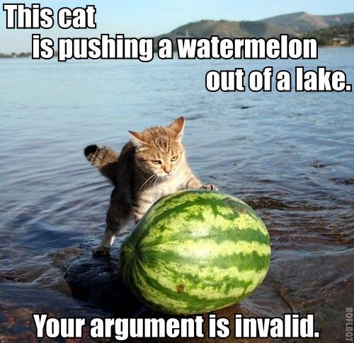 cat pushing a watermelon out of a lake....wtf?