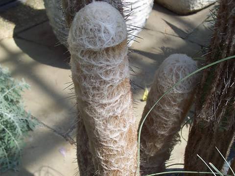 The 10 Most Suggestive Cacti on Earth