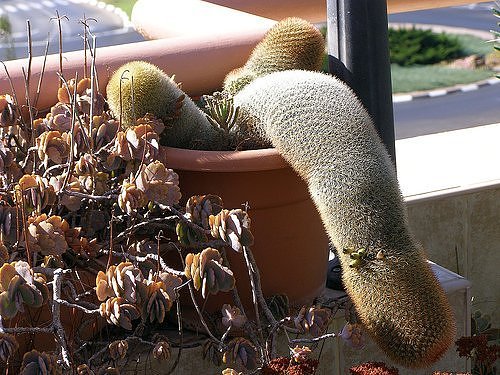 The 10 Most Suggestive Cacti on Earth