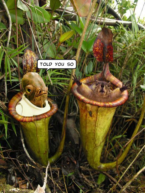 ITS A TRAP but it is really a pitcher plant, and they do eat meat
