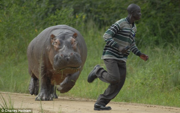 Shocked gamekeeper runs for his life from 3 ton hippo