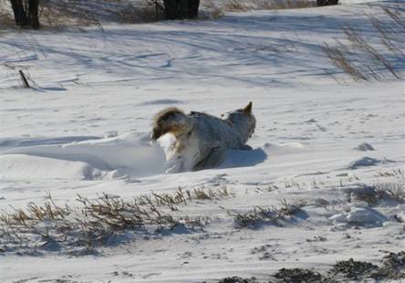 Coyote Found Frozen Dead In His Tracks, Literally