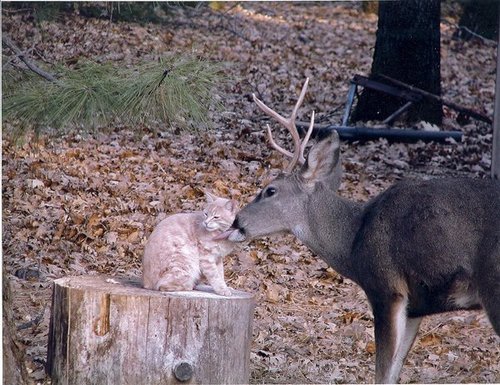 Cute - Deer Licking a Cat