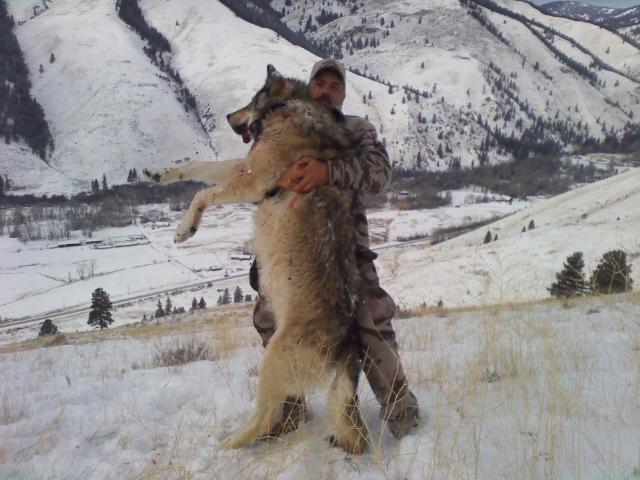 Giant Canadian Gray Wolves