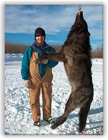 canadian wolf size