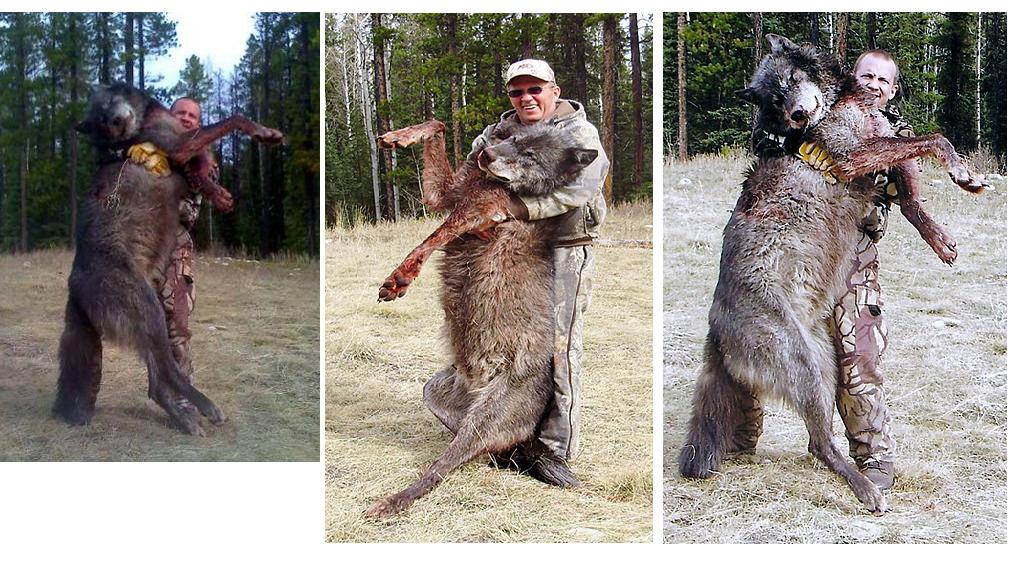 Giant Canadian Gray Wolves