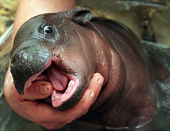 adorable baby hippos