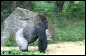 gorilla walking gif - 4GIFS.com