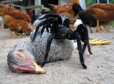 chicken eating spider