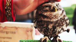 owl petting gif