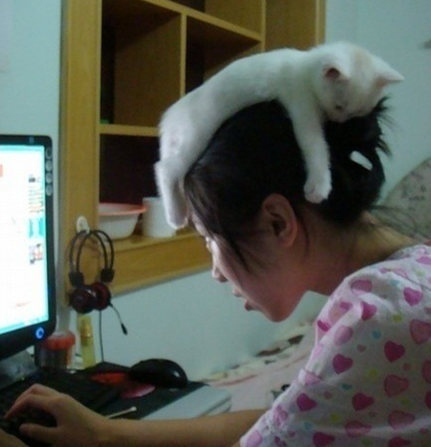 Cat Hats - Put a Cat on It
