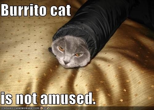 Cats Wrapped Like Burritos