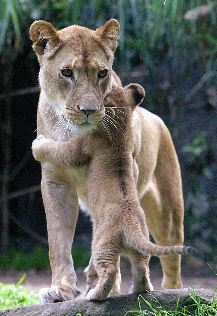 lion hug - Sdl