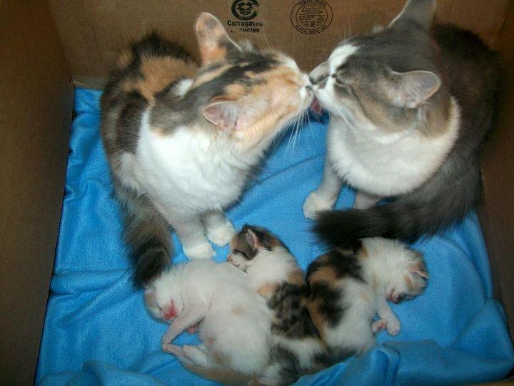 newborn kittens with mom and dad - CoTagate Tips