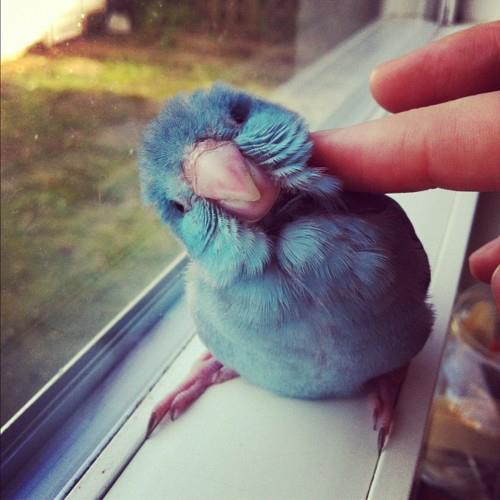 cute birds as pets
