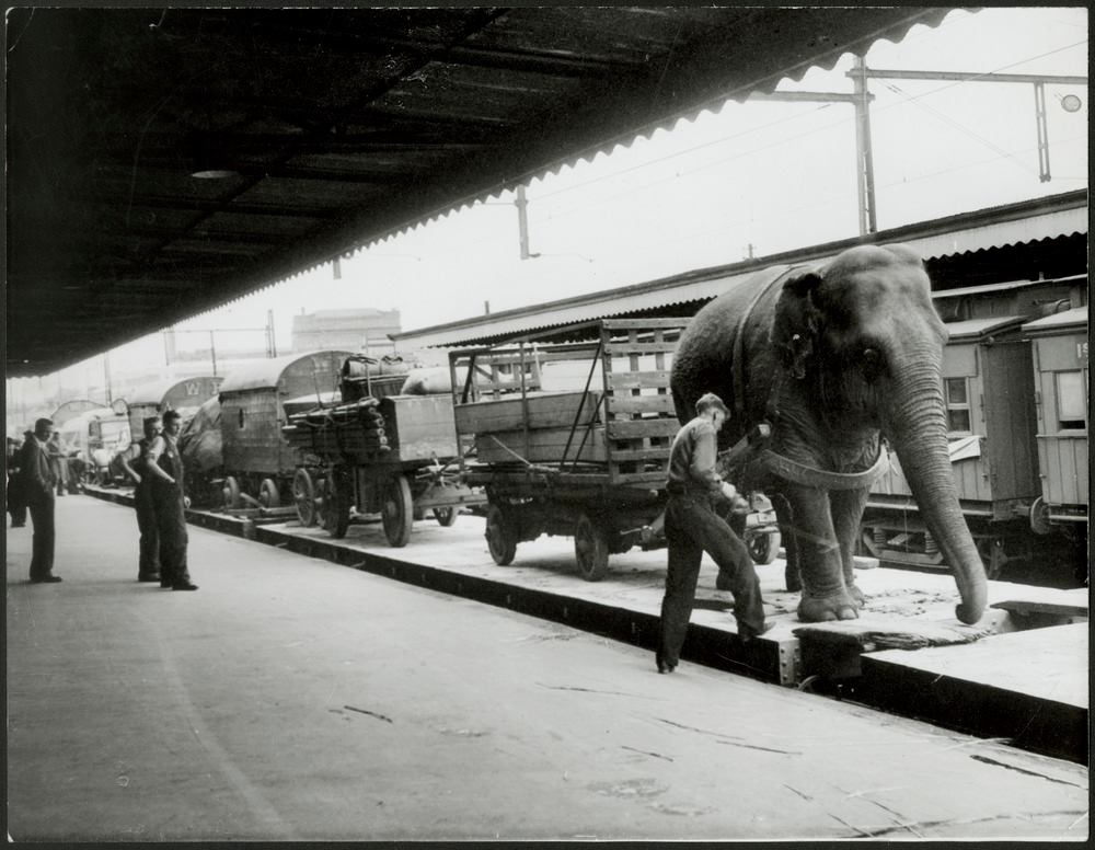 Wirths Circus arrives at platform 9, Spencer St. station in Melbourne, Australia. Alice the 102 year old elephant helps unload the trains, 1948