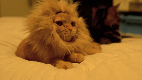 30 Adorable Animals Failing Miserably To Look Tough