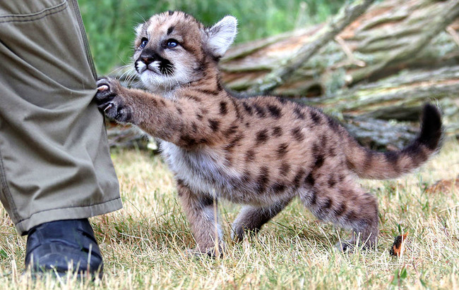 30 Adorable Animals Failing Miserably To Look Tough