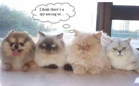funny cats and dogs - I think there's a spy among us...