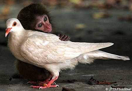 monkey and pigeon